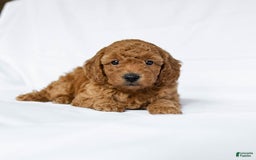 Miniature Poodle dogs for sale: Laurie - Image 3