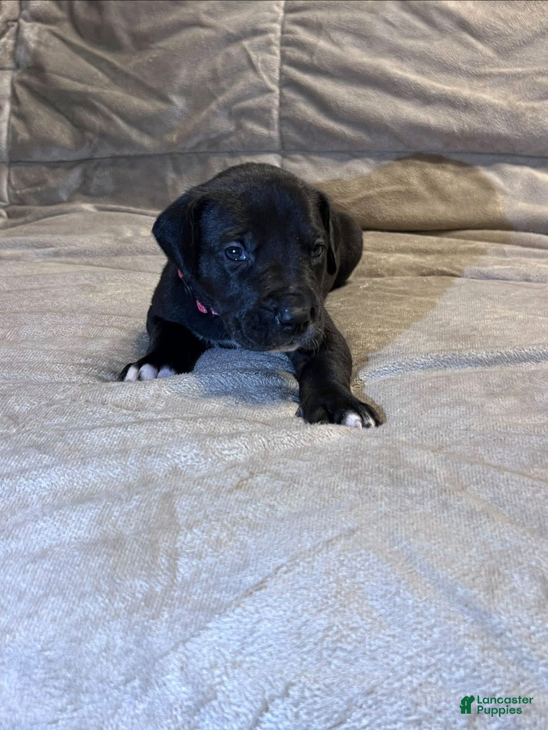 Great Dane dogs for sale: Black Female 2 - Image 2