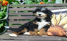 Mini Bernedoodle dogs for sale: Boscoe - Image 7