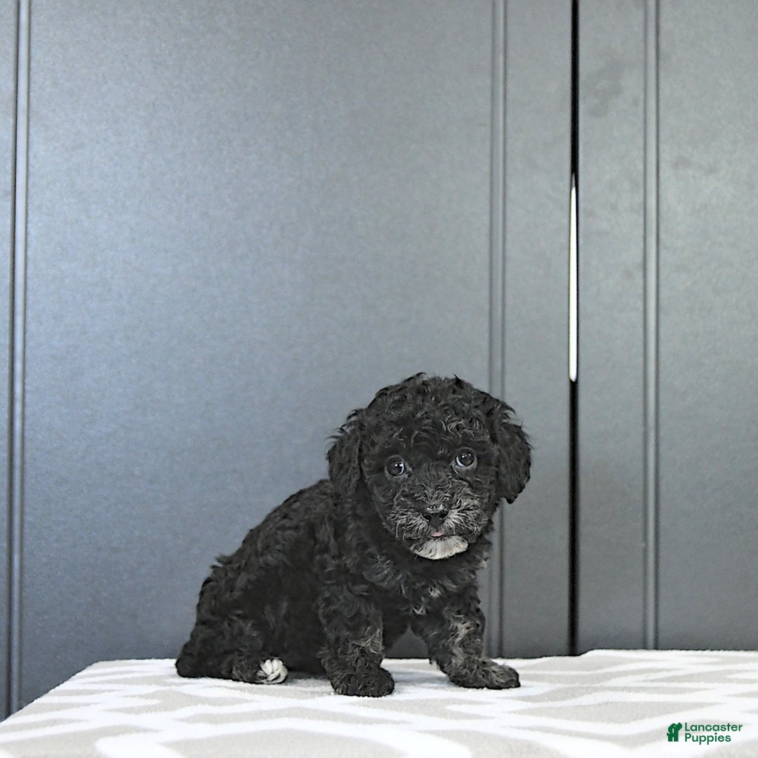 Miniature Poodle dogs for sale: Tessa Extra Small - Image 6