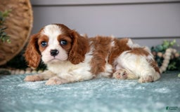 Cavalier King Charles Spaniel dogs for sale: Joe - Image 3