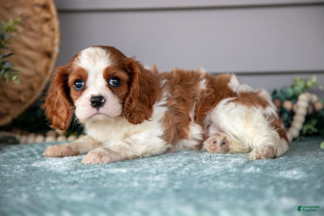 Cavalier King Charles Spaniel dogs for sale: Joe - Image 3
