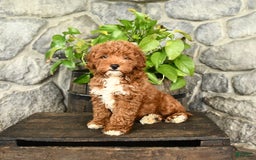 Cockapoo dogs for sale: Sparkey - Image 5
