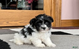 Havanese dogs for sale: Jared - Image 3