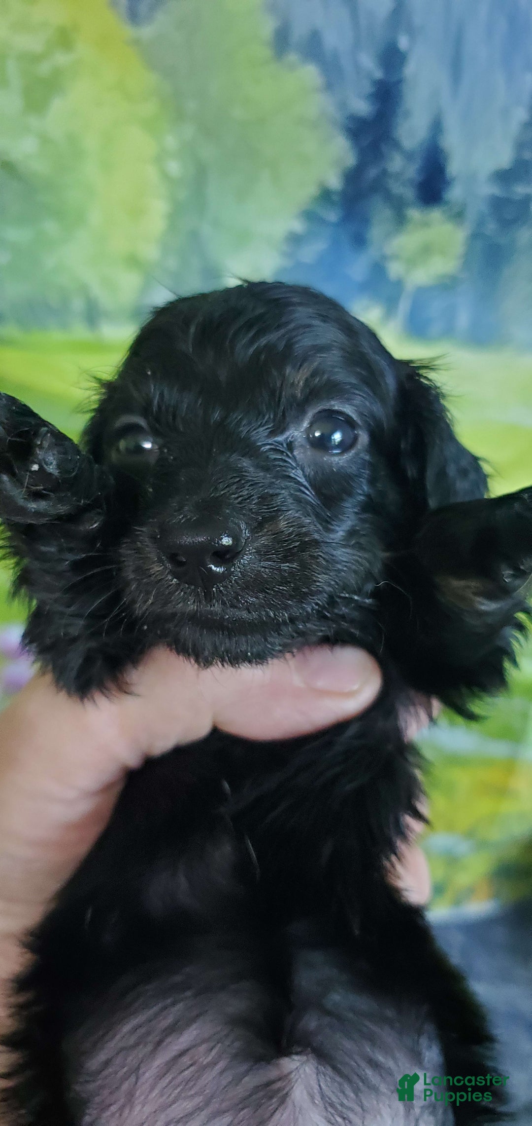 Miniature Dachshund dogs for sale: Brenda - Image 6