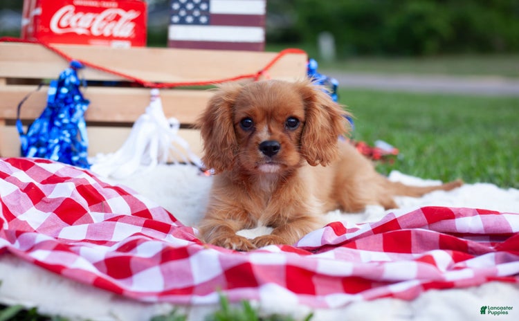 Cavalier King Charles Spaniel dogs for sale - Ad 5