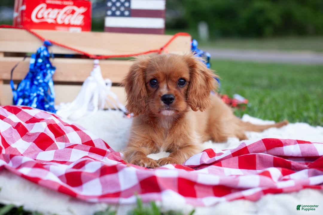 Cavalier King Charles Spaniel dogs for sale: Chili - Image 1