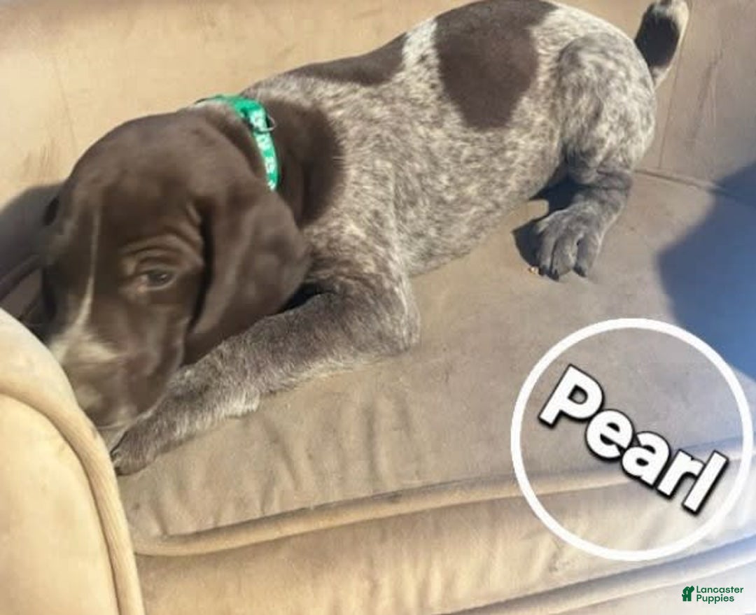German Shorthaired Pointer dogs for sale: German Shorthaired Pointer 5 puppies - Image 16