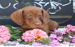 Miniature Dachshund dogs for sale: Lexi - Image 1