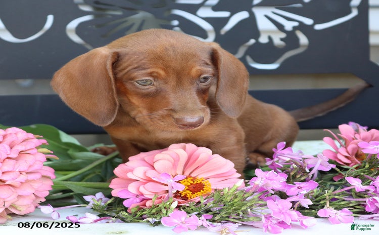 Miniature Dachshund dogs for sale - Ad 3