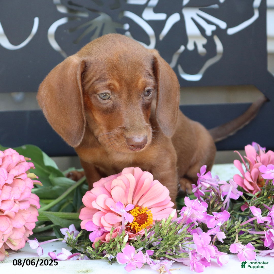 Miniature Dachshund dogs for sale: Lexi - Image 1