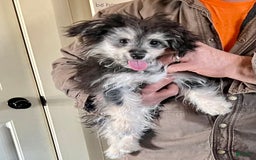 Bichon Frise dogs for sale: Rocky - Image 8