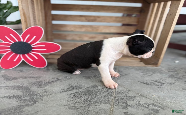 Boston Terrier dogs for sale - Ad 5