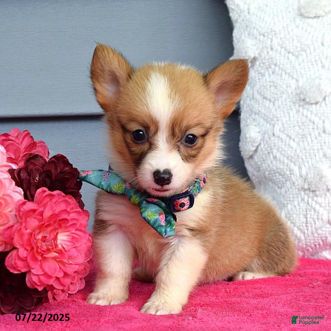 Welsh Corgi Pembroke dogs for sale: Zania - Image 7