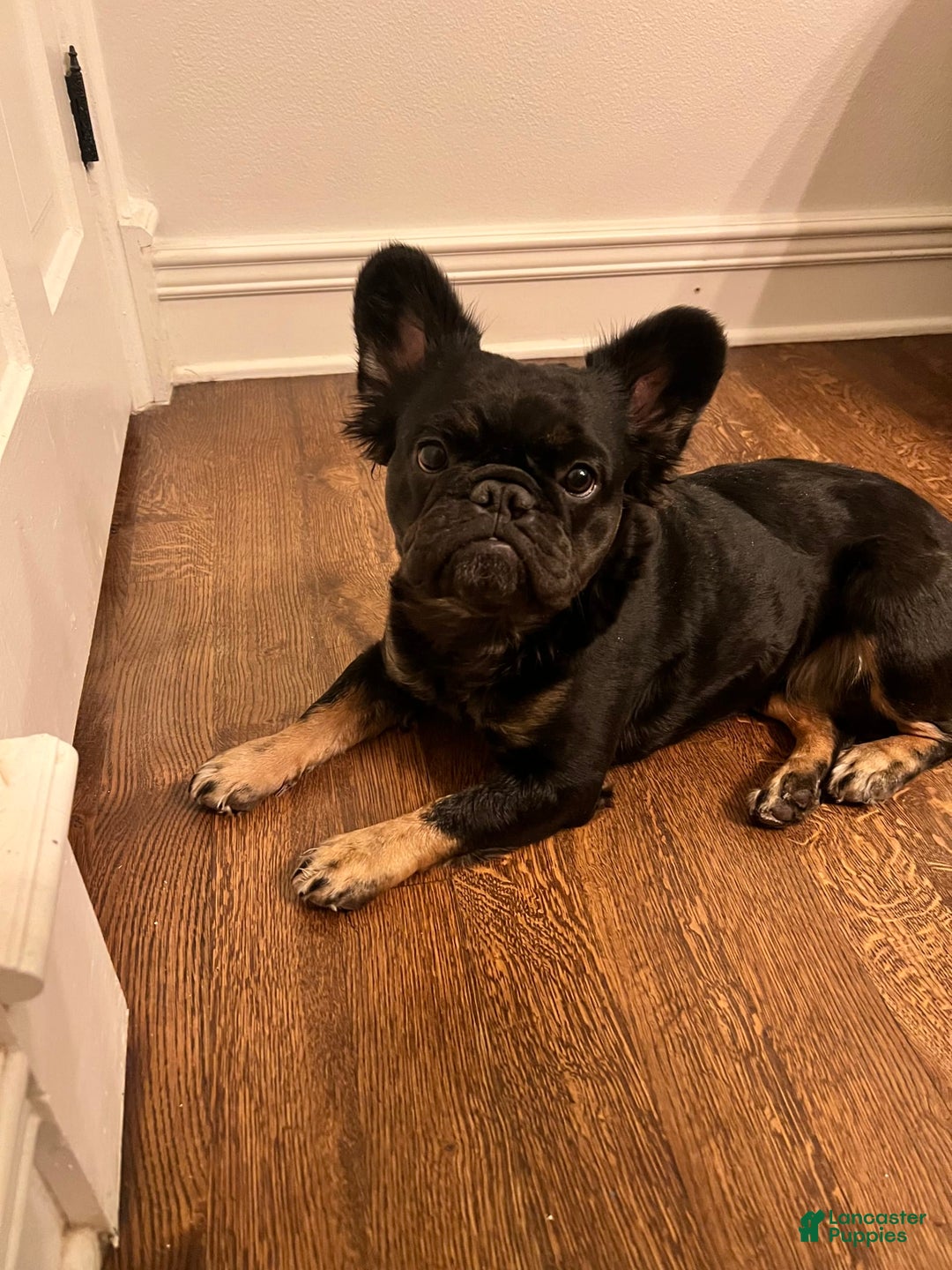 French Bulldog dogs for sale: Bentley - Image 3