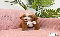 Mini Goldendoodle dogs for sale: Petite Bolt - Image 19