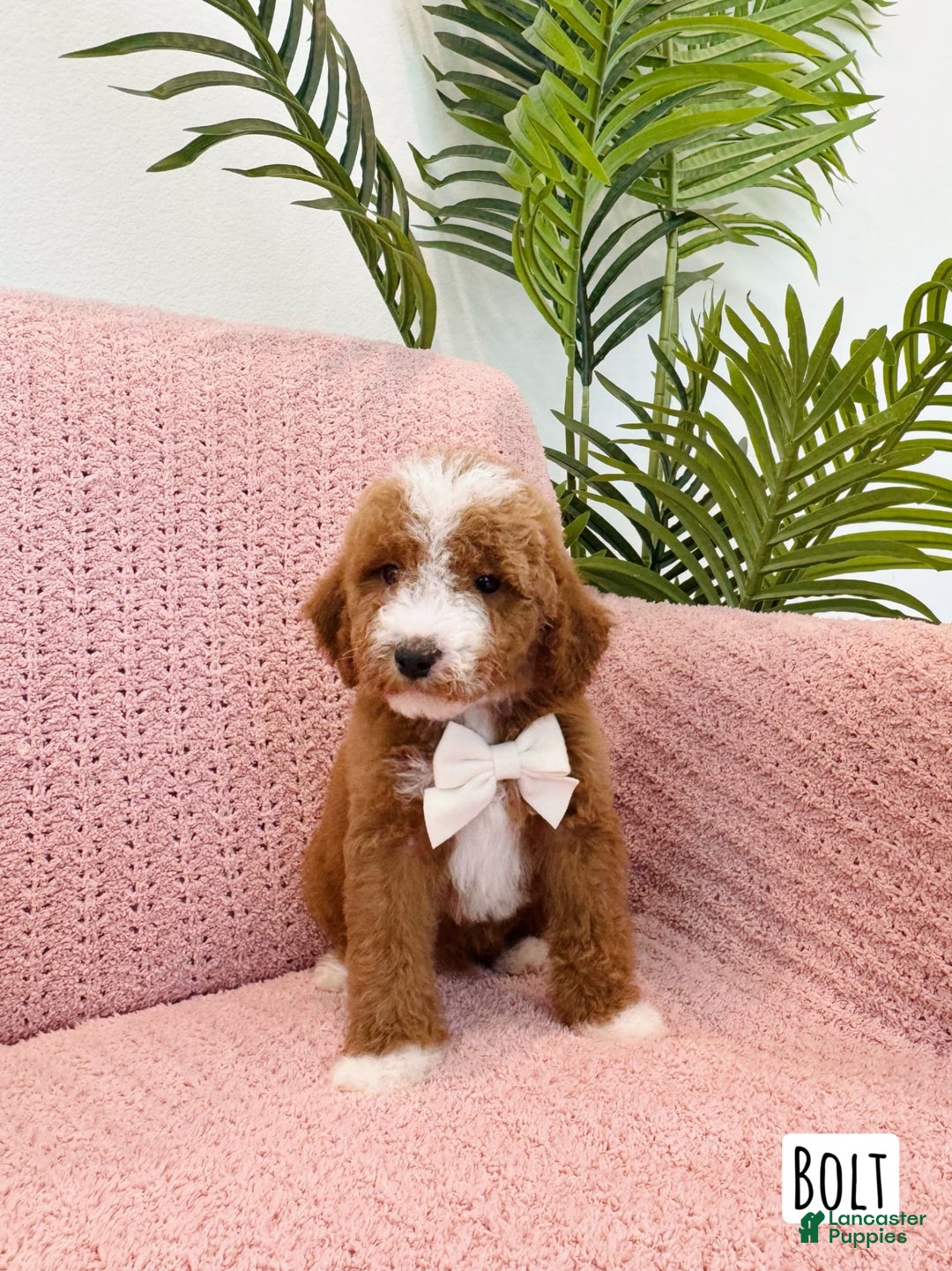 Mini Goldendoodle dogs for sale: Petite Bolt - Image 19