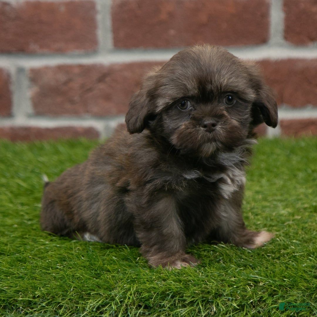 Shih Tzu dogs for sale: Goldie - Image 11