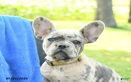 French Bulldog dogs for sale: Josie - Image 2