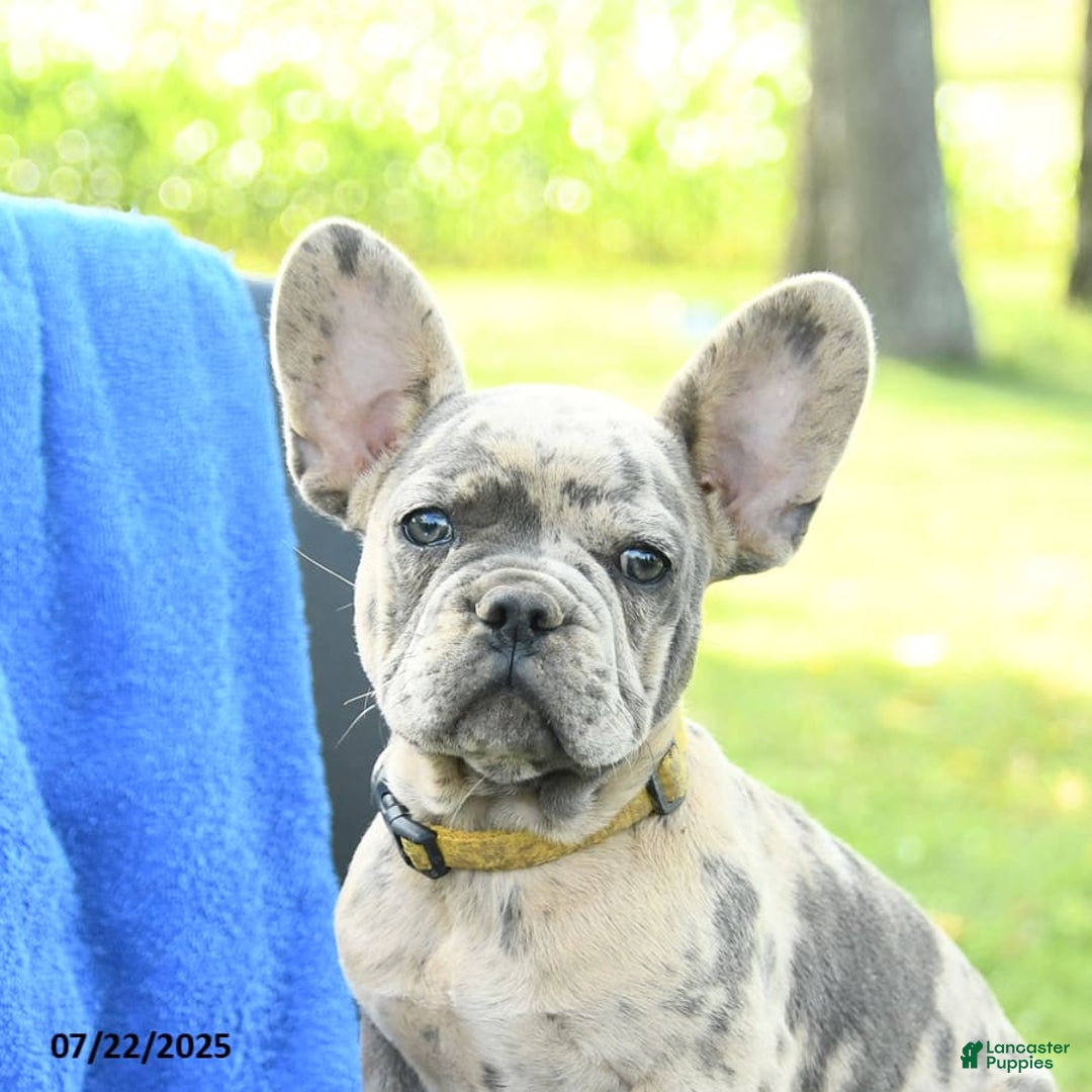 French Bulldog dogs for sale: Josie - Image 2