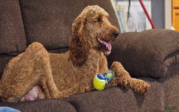 Goldendoodle dogs for sale: Harley - Image 5