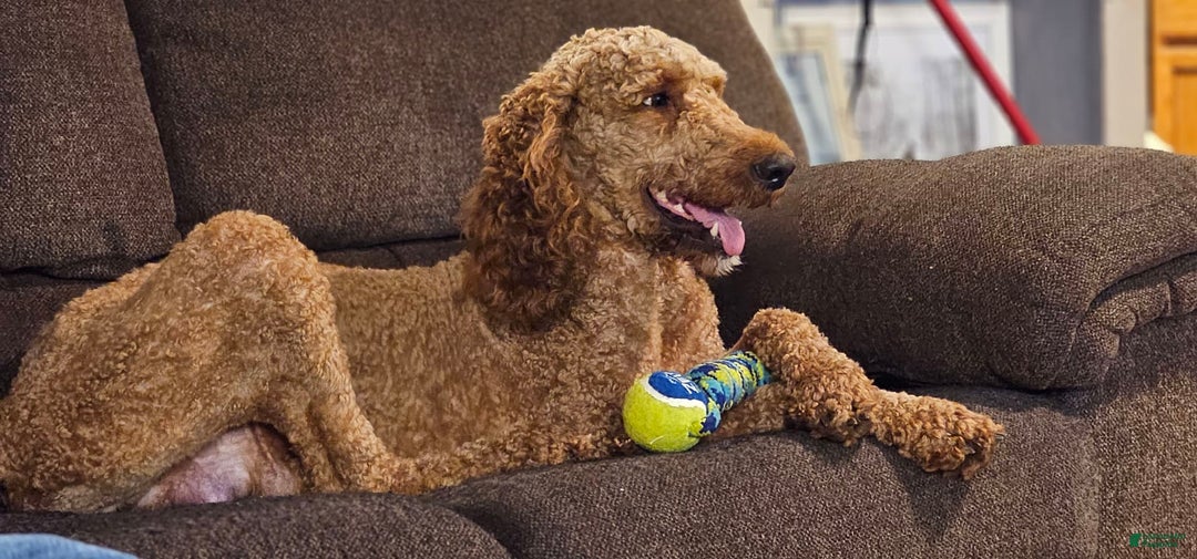 Goldendoodle dogs for sale: Harley - Image 5