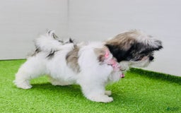 Malshi dogs for sale: Amber - Image 1