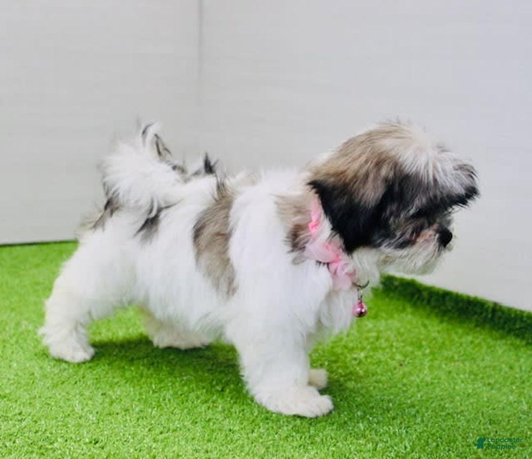 Malshi dogs for sale: Amber - Image 1