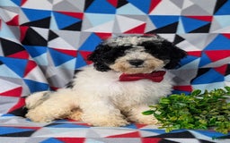 Cavapoo dogs for sale: Edmond Hypoallergenic - Image 2