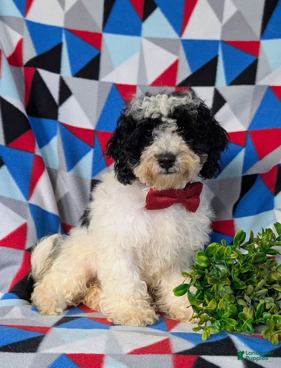 Cavapoo dogs for sale: Edmond Hypoallergenic - Image 2