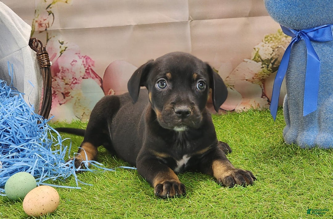 Catahoula Leopard Dog dogs for sale: Juliet 2025 M8 Catahoula Puppy - Image 7