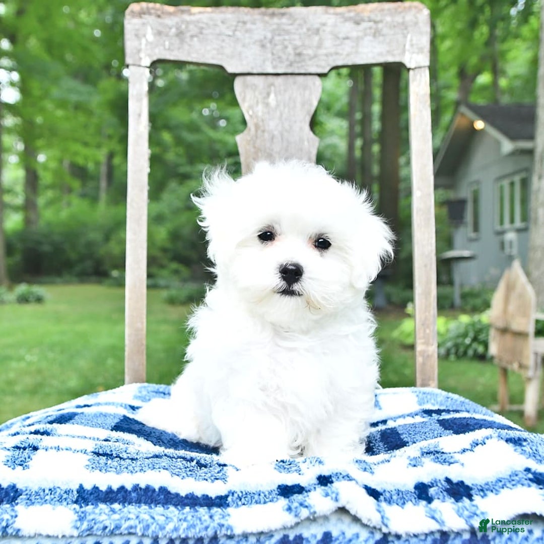 Maltese dogs for sale: Dakota - Image 5