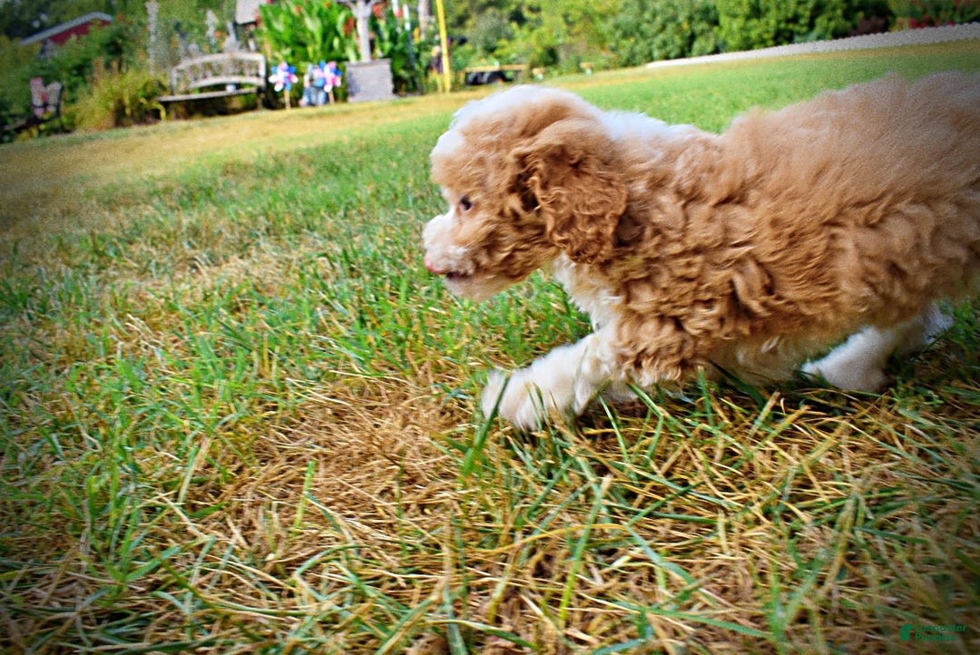 Havapoo dogs for sale: Jinga - Image 15