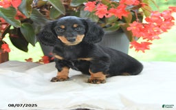 Miniature Dachshund dogs for sale: Miniature Dachshund 3 puppies - Image 14