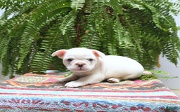 French Bulldog dogs for sale: French Bulldog 2 puppies - Image 3