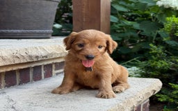 Goldendoodle dogs for sale: Ember - Image 5