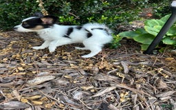 Papillon dogs for sale: Female Puppy 1 - Image 3