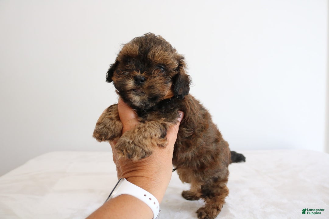 Shihpoo dogs for sale: Lukas - Image 1