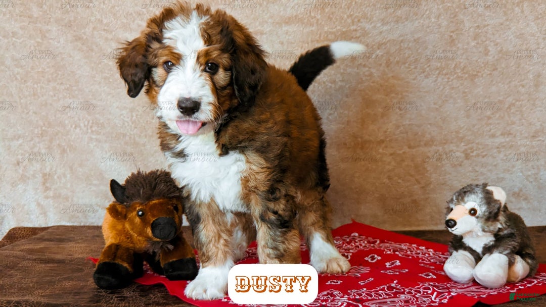 Bernedoodle dogs for sale: Dusty - Image 13
