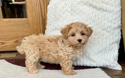 Maltipoo dogs for sale: Sissy - Image 4
