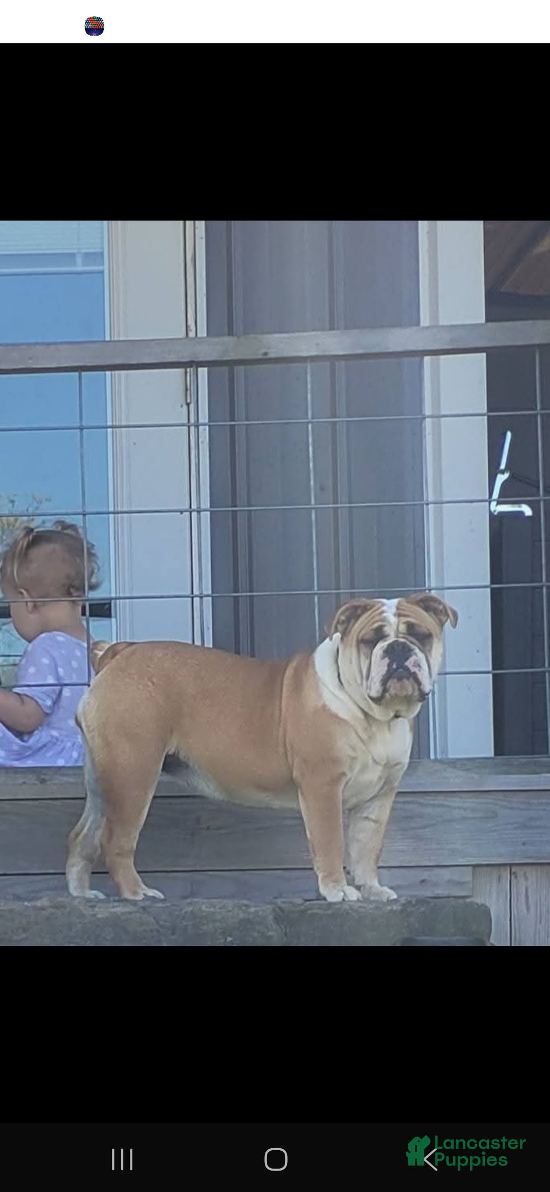 Olde English Bulldogge dogs for sale: Jimi - Image 12