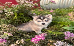 Alaskan Klee Kai dogs for sale: Addie Blue - Image 3