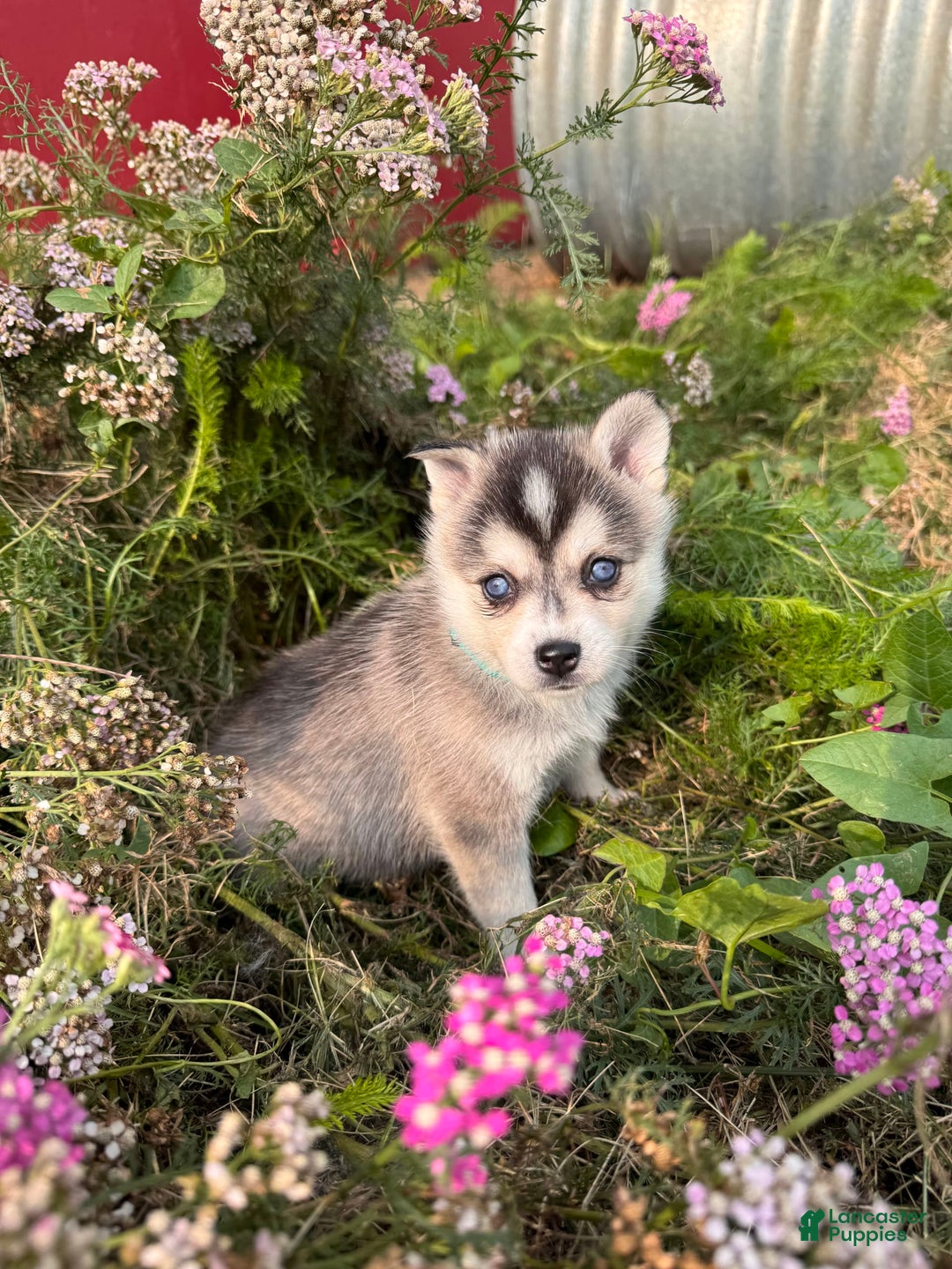 Alaskan Klee Kai dogs for sale: Addie Blue - Image 3