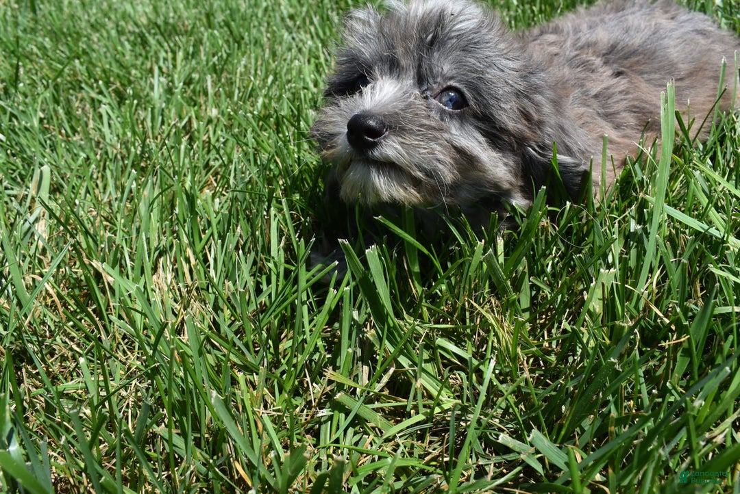 Havapoo dogs for sale: Zorro - Image 10