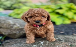 Mini Goldendoodle dogs for sale: Isla - Image 3