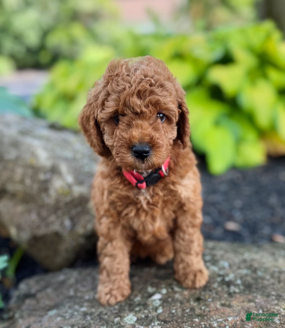Mini Goldendoodle dogs for sale: Isla - Image 3