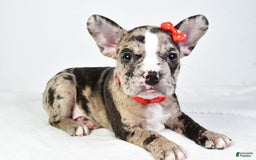 Frenchton dogs for sale: Finley - Image 2