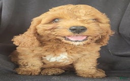 Cockapoo dogs for sale: Biscuit - Image 3