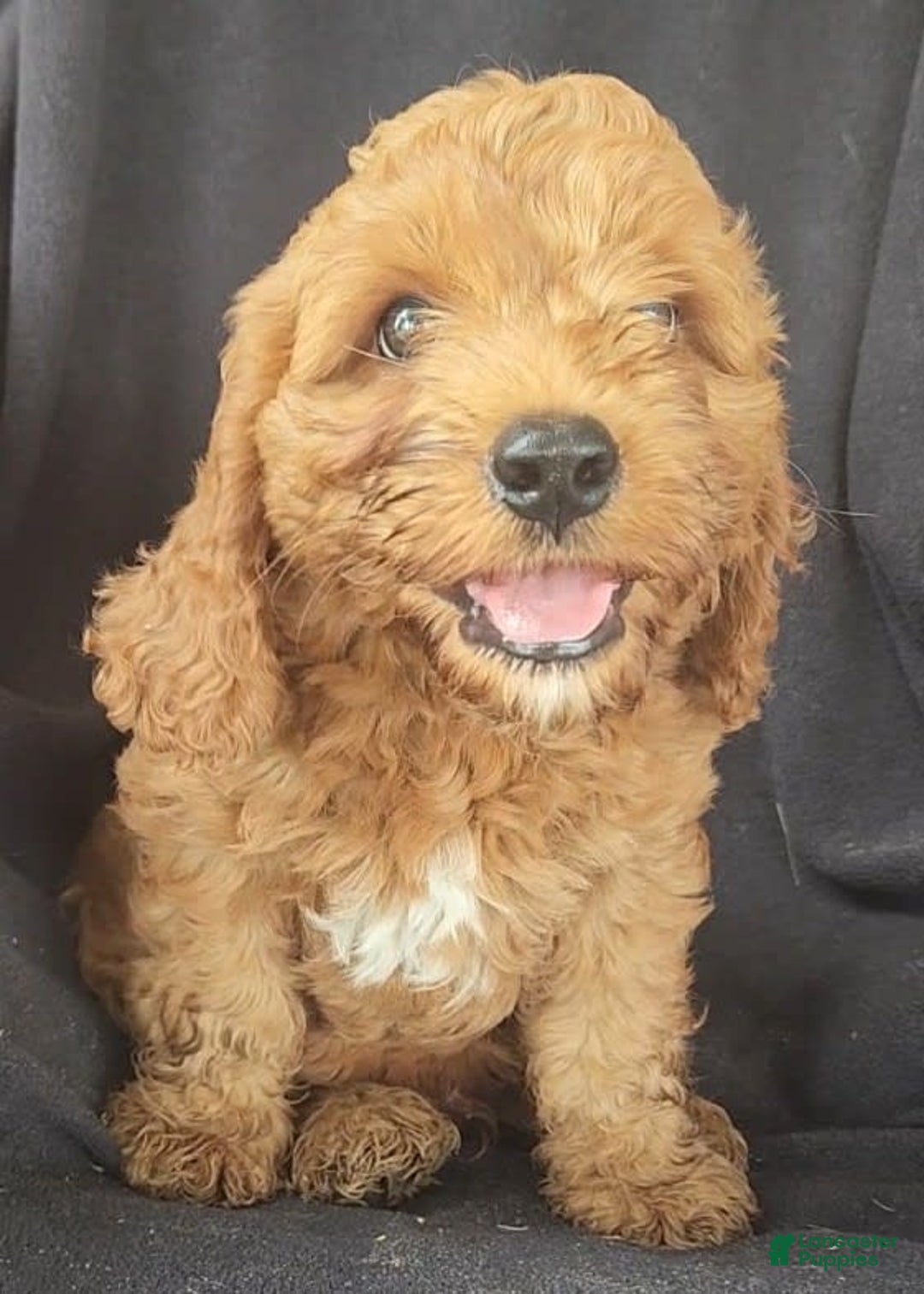 Cockapoo dogs for sale: Biscuit - Image 3