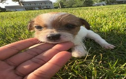 Jack Russell Terrier dogs for sale: Rocko - Image 4